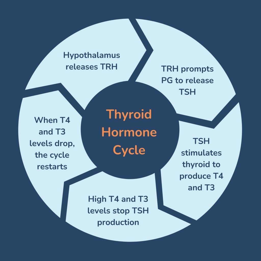 Do You Have to Fast Before a Thyroid Blood Test?